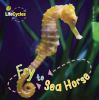 Fry_to_sea_horse