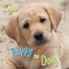 Puppy_to_dog